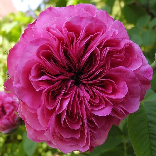 E-commerce, vendita, rose, in, vaso rose damascene - rosa - lilla - Rosa Duc de Cambridge - rosa intensamente profumata - Jean Laffay - Ha un intenso profumo di rose damascate. Può essere coltivata dalla radice.